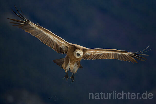 R8570 Gänsegeier im Flug, Griffon Vulture flying - Christoph Robiller