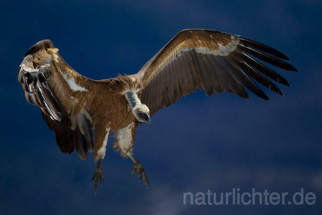 R8573 Gänsegeier im Flug, Griffon Vulture flying - Christoph Robiller