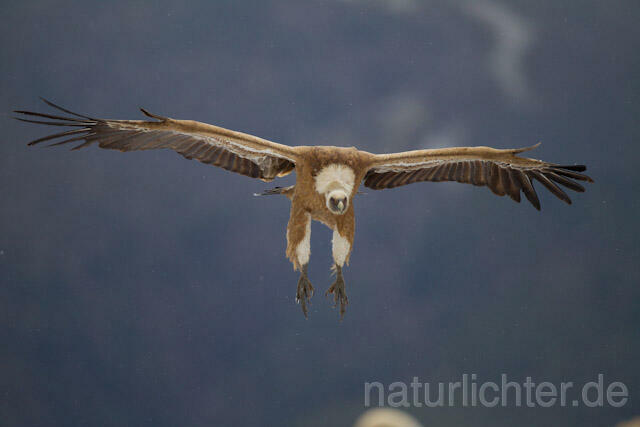 R8664 Gänsegeier im Flug, Griffon Vulture flying - Christoph Robiller