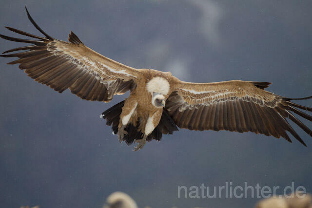 R8665 Gänsegeier im Flug, Griffon Vulture flying - Christoph Robiller
