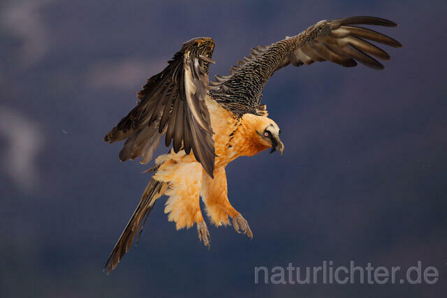 R8738 Bartgeier im Flug, Lammergeier, Bearded Vulture flying - Christoph Robiller