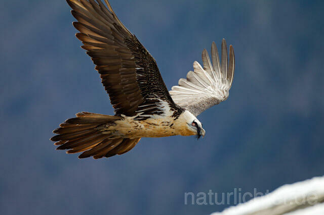 R8847 Bartgeier im Flug, Lammergeier, Bearded Vulture flying - Christoph Robiller