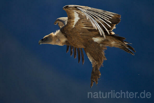 R9091 Gänsegeier im Flug, Griffon Vulture flying - Christoph Robiller