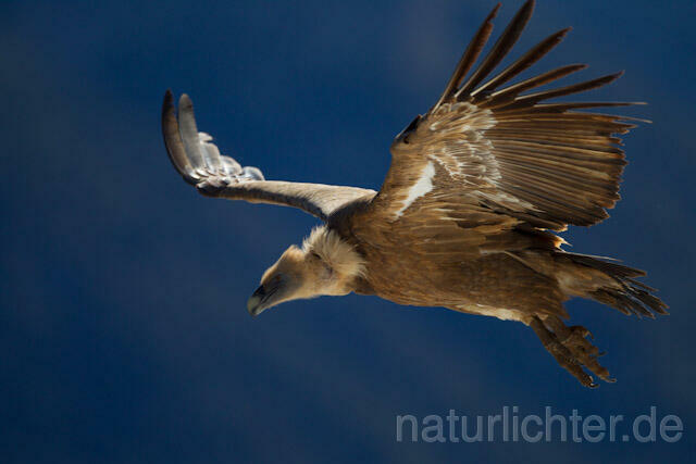 R9092 Gänsegeier im Flug, Griffon Vulture flying - Christoph Robiller