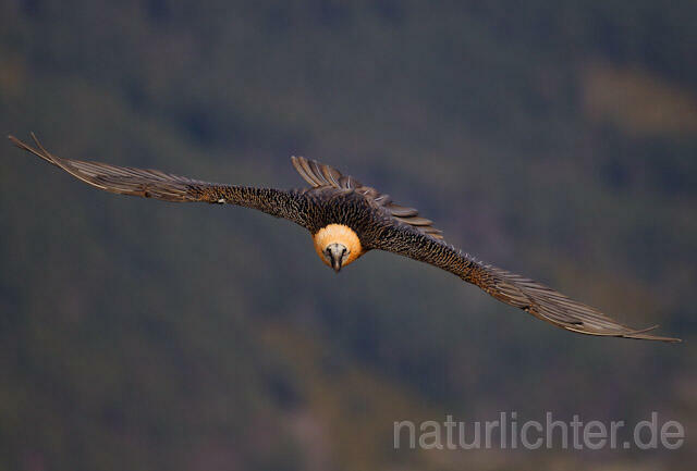 R9116 Bartgeier im Flug, Lammergeier, Bearded Vulture flying - Christoph Robiller