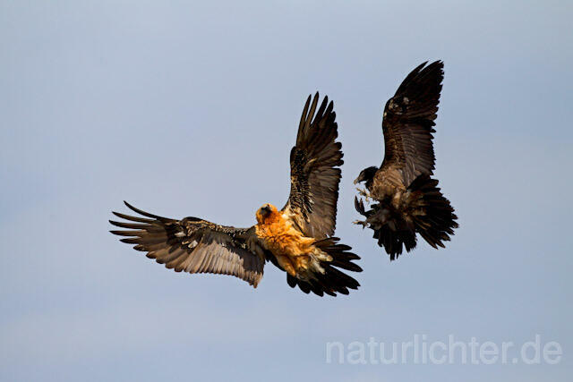 R9117 Bartgeier im Flug, Lammergeier, Bearded Vulture flying - Christoph Robiller