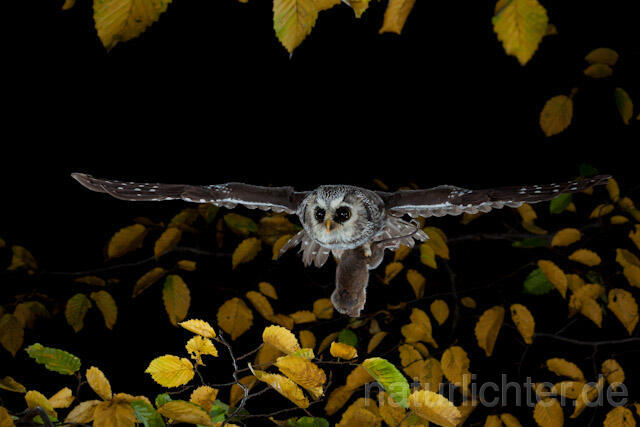R9181 Raufußkauz mit Beute im Flug,  Tengmalm's Owl flying with prey - Christoph Robiller