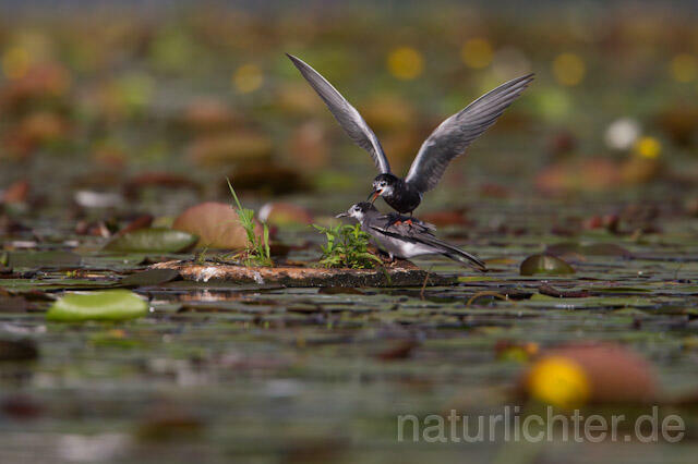 R9276 Trauerseeschwalbe Kopulation, Black Tern Mating - Christoph Robiller
