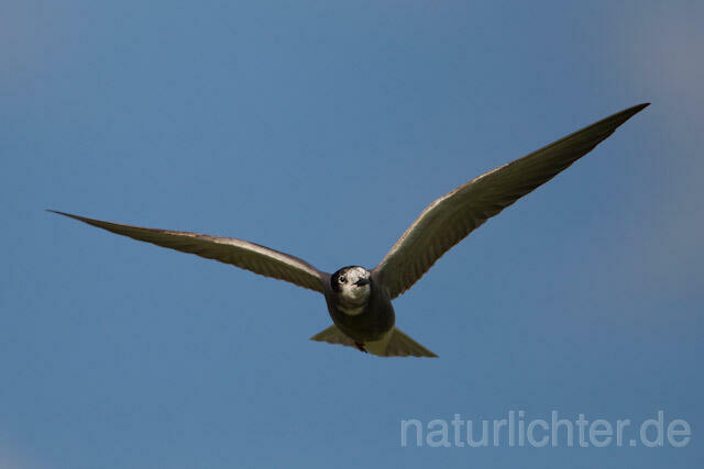 R9282 Trauerseeschwalbe im Flug, Black Tern flying - Christoph Robiller