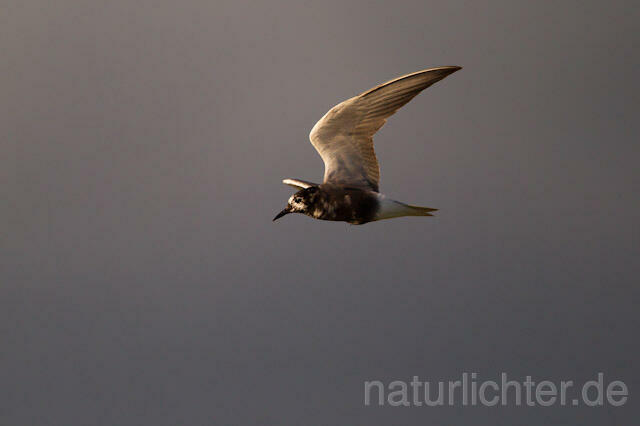 R9303 Trauerseeschwalbe im Flug, Black Tern flying - Christoph Robiller