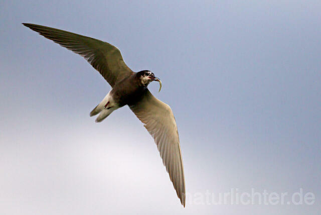 R9315 Trauerseeschwalbe im Flug, Black Tern flying - Christoph Robiller