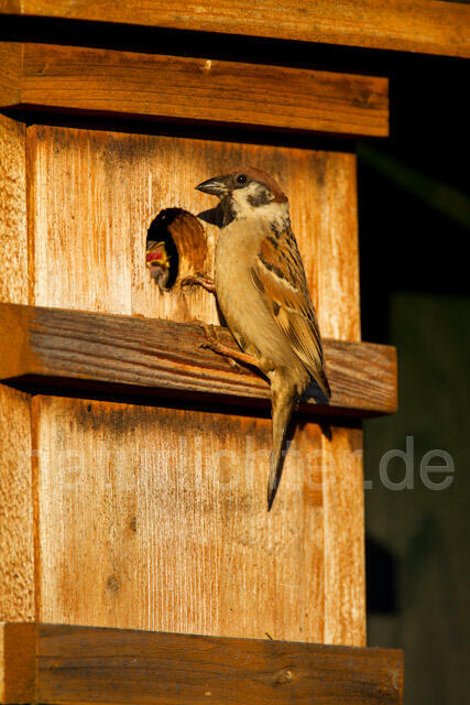 R9339  Feldsperling am Nistkasten, Tree Sparrow at Nestbox - Christoph Robiller