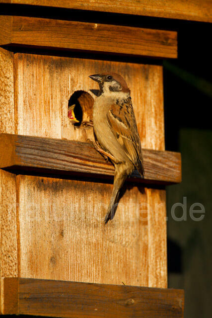 R9340 Feldsperling am Nistkasten, Tree Sparrow at Nestbox - Christoph Robiller