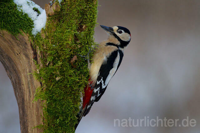 R9773 Buntspecht, Great Spotted Woodpecker - Christoph Robiller