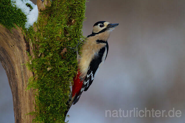 R9774 Buntspecht, Great Spotted Woodpecker - Christoph Robiller