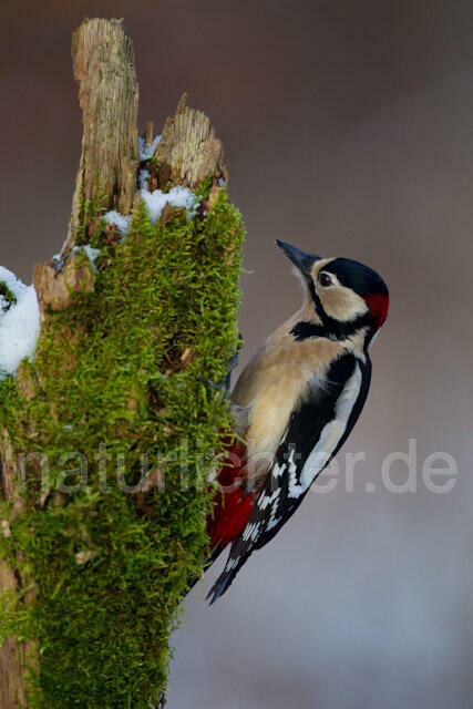 R9776 Buntspecht, Great Spotted Woodpecker - Christoph Robiller