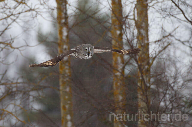R9842 Bartkauz im Flug, Great Grey Owl flying - Christoph Robiller