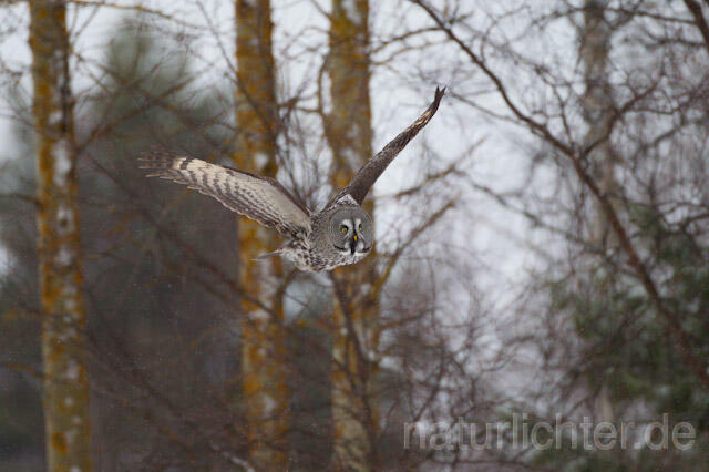 R9843 Bartkauz im Flug, Great Grey Owl flying - Christoph Robiller