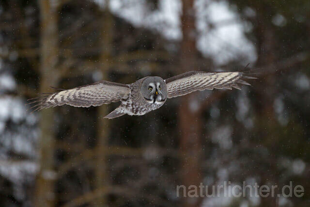 R9848 Bartkauz im Flug, Great Grey Owl flying - Christoph Robiller