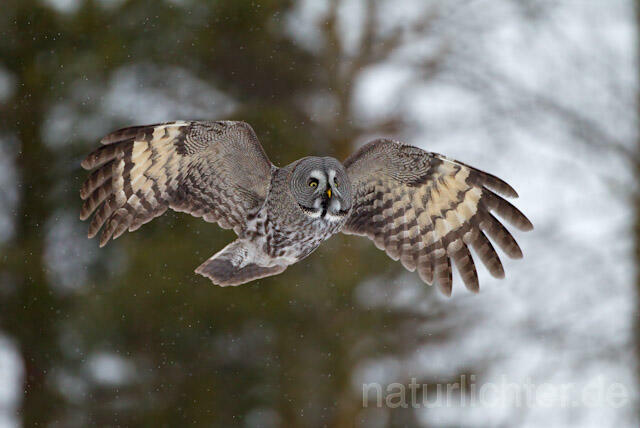 R9849 Bartkauz im Flug, Great Grey Owl flying - Christoph Robiller