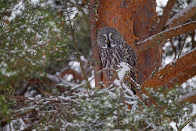 R9852 Bartkauz im Winter, Great Grey Owl - Christoph Robiller