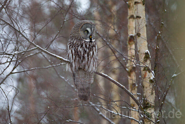 R9853 Bartkauz im Winter, Great Grey Owl - Christoph Robiller