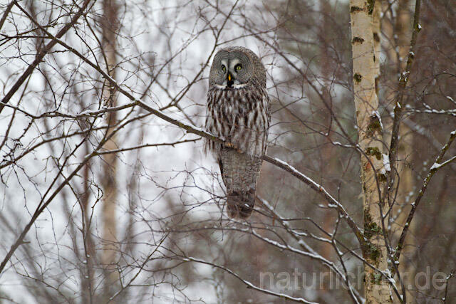 R9858 Bartkauz im Winter, Great Grey Owl - Christoph Robiller