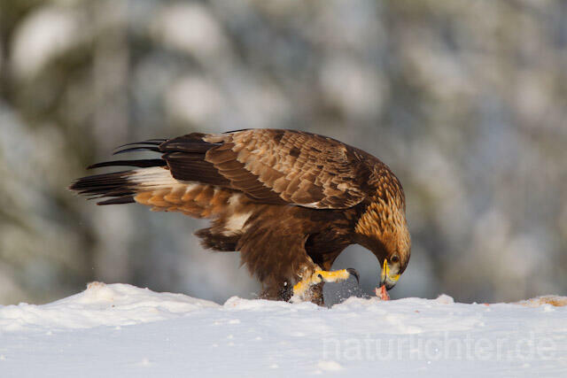 R9893 Steinadler mit Beute, Golden Eagle with prey - Christoph Robiller