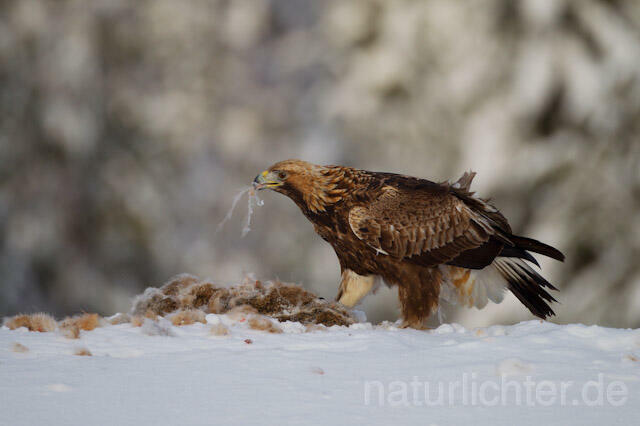 R9910 Steinadler mit Beute, Golden Eagle with prey - Christoph Robiller