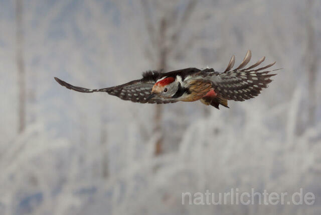 R9989 Mittelspecht im Flug, Middle Spotted Woodpecker flying - Christoph Robiller