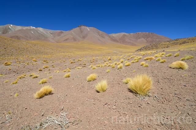 W12682 Atacama-Wüste,Chile - Peter Wächtershäuser