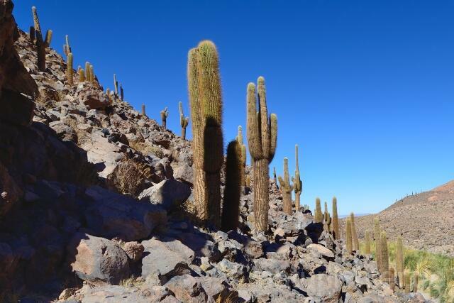 W12698 Atacama-Wüste,Chile - Peter Wächtershäuser