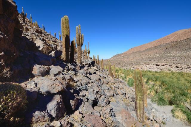 W12699 Atacama-Wüste,Chile - Peter Wächtershäuser