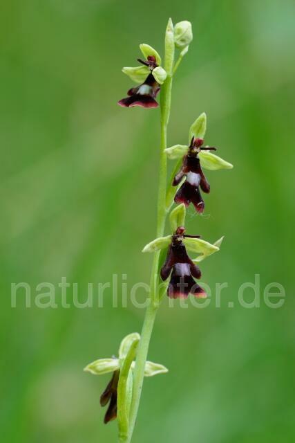 W12098 Fliegen-Ragwurz,Ophrys insectifera - Peter Wächtershäuser