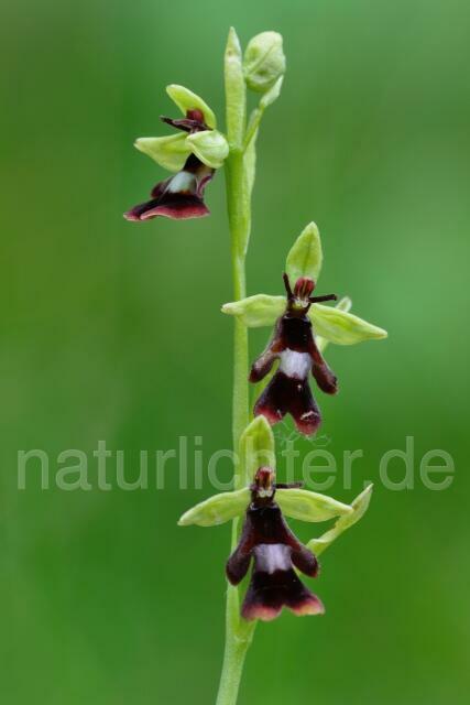 W12099 Fliegen-Ragwurz,Ophrys insectifera - Peter Wächtershäuser