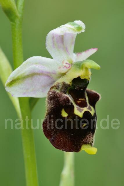 W12133 Hummel-Ragwurz,Ophrys holoserica - Peter Wächtershäuser