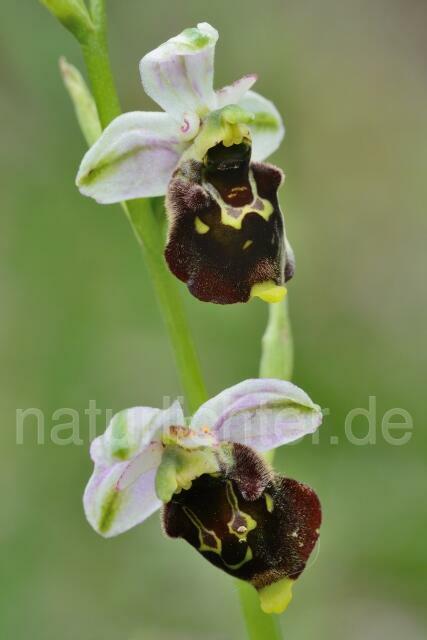 W12134 Hummel-Ragwurz,Ophrys holoserica - Peter Wächtershäuser