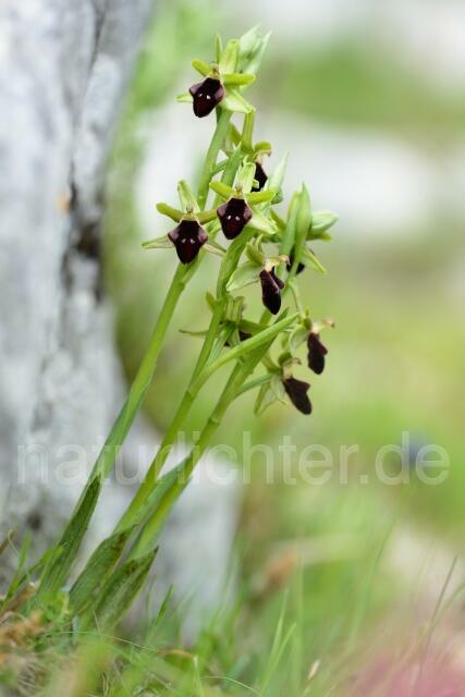 W12422  Vorgebirgs-Ragwurz,Ophrys promontorii - Peter Wächtershäuser