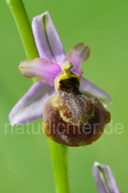 W12517 Aveyron-Ragwurz,Ophrys aveyronensis - Peter Wächtershäuser