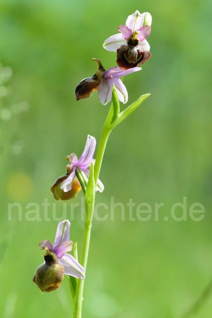 W12518 Aveyron-Ragwurz,Ophrys aveyronensis - Peter Wächtershäuser