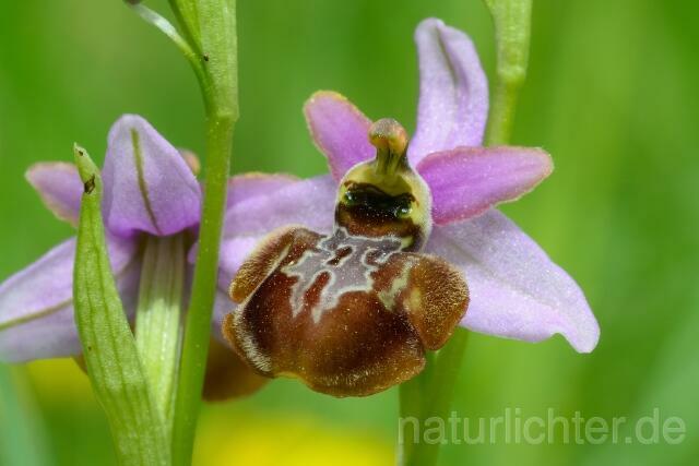 W12519 Aveyron-Ragwurz,Ophrys aveyronensis - Peter Wächtershäuser