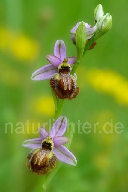 W12520 Aveyron-Ragwurz,Ophrys aveyronensis - Peter Wächtershäuser