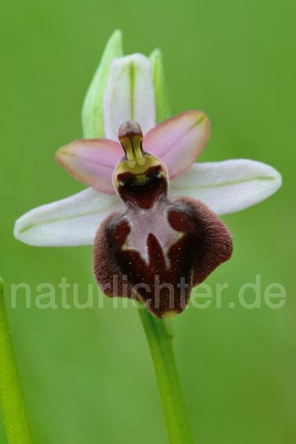 W12521 Aveyron-Ragwurz,Ophrys aveyronensis - Peter Wächtershäuser