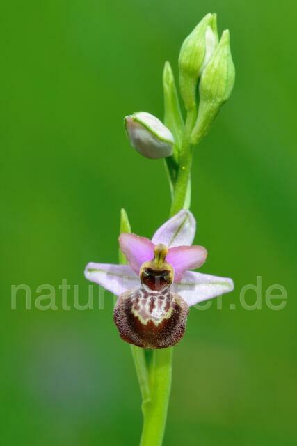 W12522 Aveyron-Ragwurz,Ophrys aveyronensis - Peter Wächtershäuser
