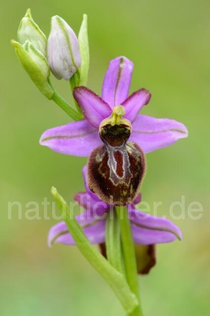 W12524 Aveyron-Ragwurz,Ophrys aveyronensis - Peter Wächtershäuser