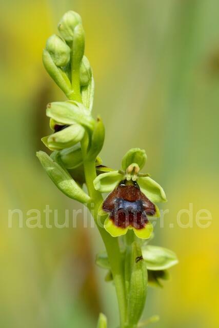 W12527 Aymonins Ragwurz,Ophrys aymoninii - Peter Wächtershäuser
