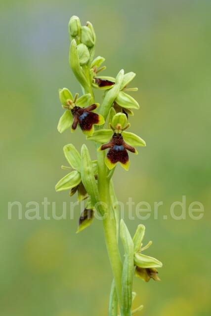 W12528 Aymonins Ragwurz,Ophrys aymoninii - Peter Wächtershäuser