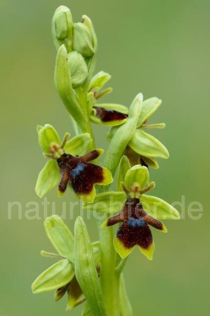 W12529 Aymonins Ragwurz,Ophrys aymoninii - Peter Wächtershäuser