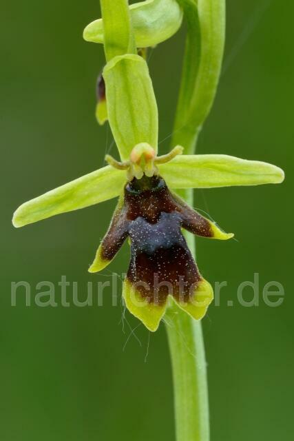 W12530 Aymonins Ragwurz,Ophrys aymoninii - Peter Wächtershäuser