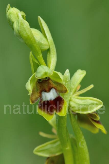 W12531 Aymonins Ragwurz,Ophrys aymoninii - Peter Wächtershäuser